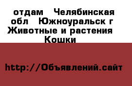 отдам - Челябинская обл., Южноуральск г. Животные и растения » Кошки   